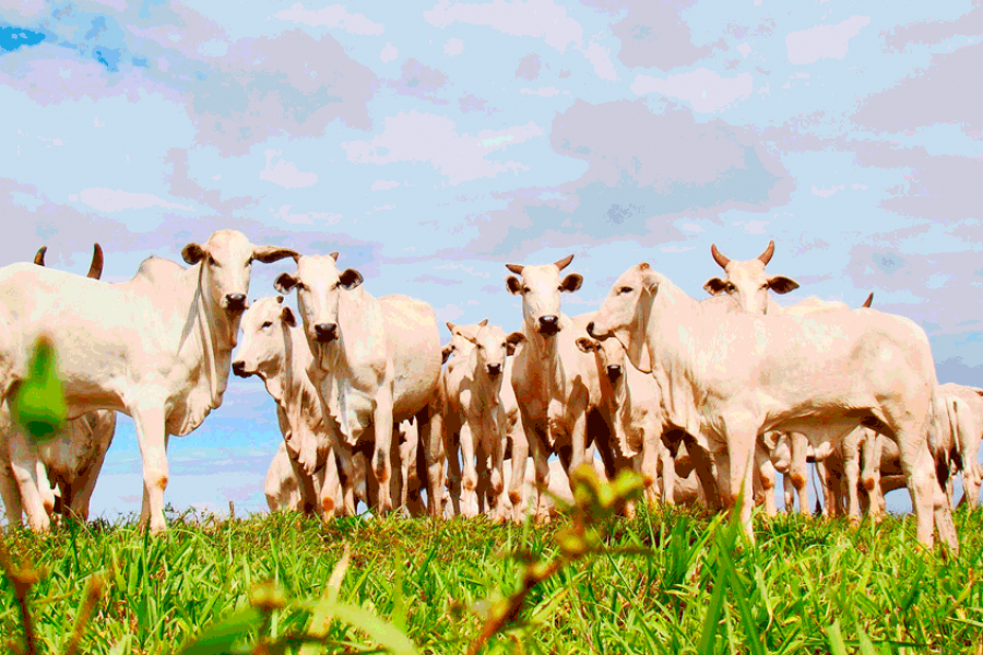 Criador segura o gado no pasto na expectativa de recuperação de preços